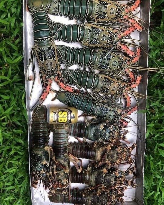 Lobster for lunch