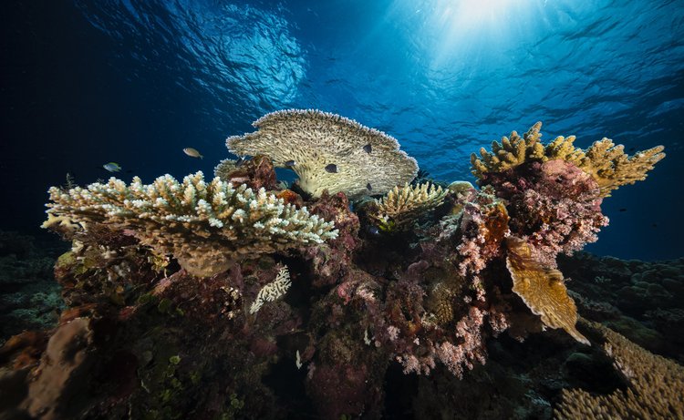 Dive gallery photo 1 from Papatura Island Retreat