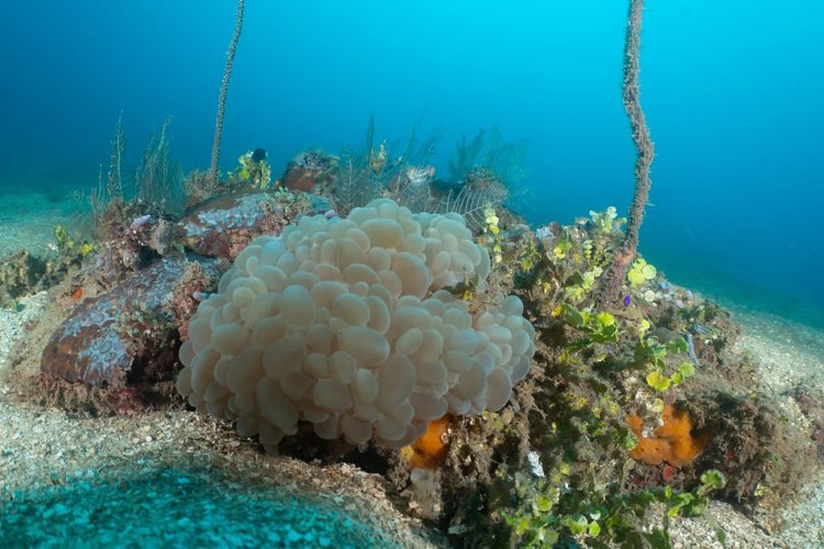 Dive gallery photo 2 from Papatura Island Retreat