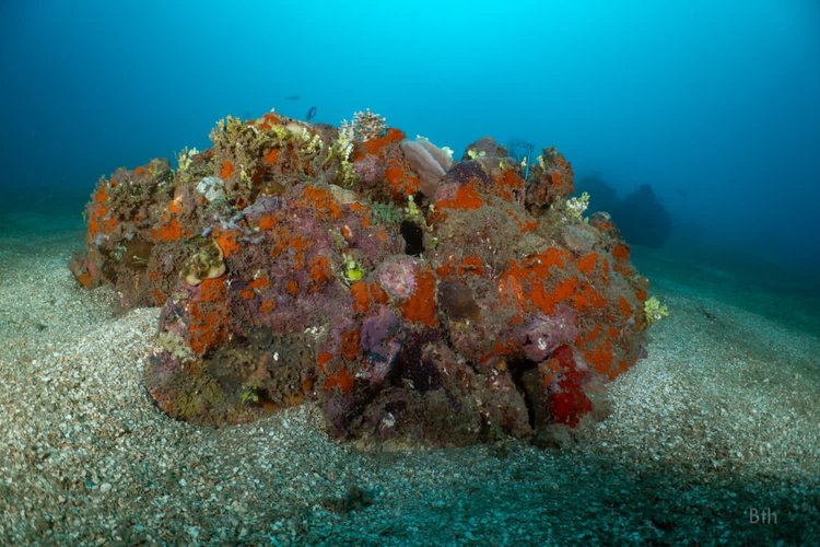 Learning to dive at Papatura