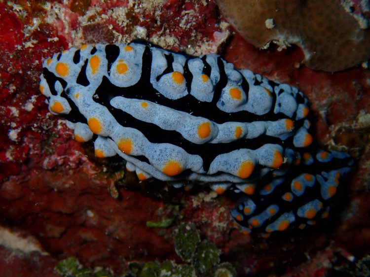 Nudibranch at Papatura