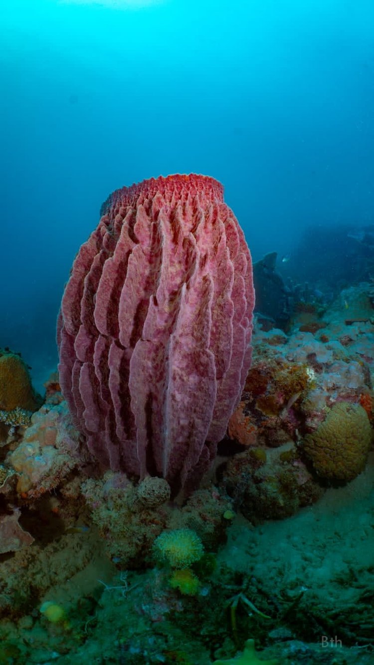 Giant barrel sponge in the Solomon Islands