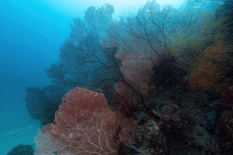 Dive gallery photo 6 from Papatura Island Retreat