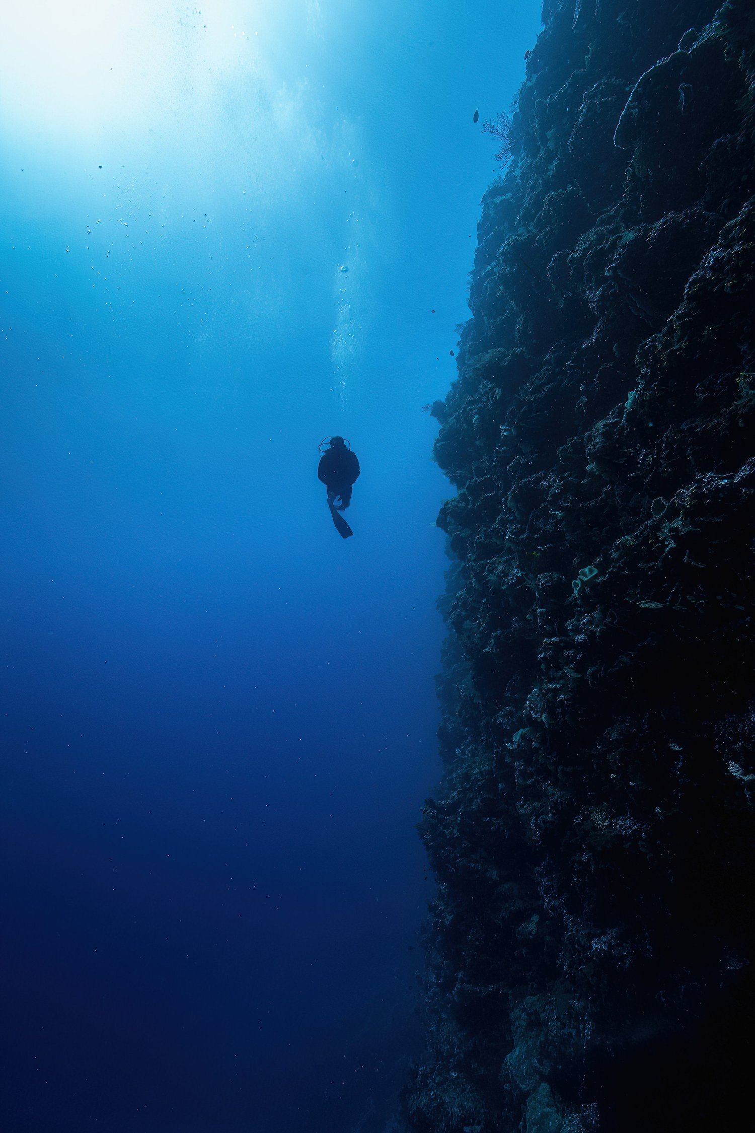 Diving Dolphin Wall in the Solomon Islands