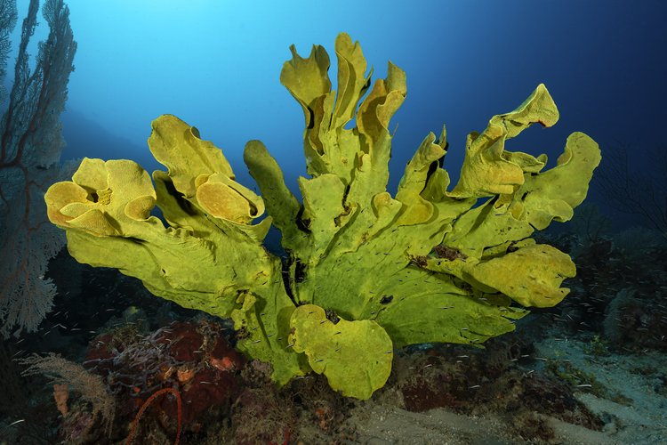 Coral at Dolphin Wall