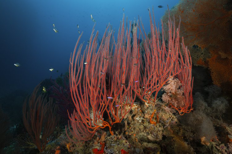 Dive gallery photo 10 from Papatura Island Retreat