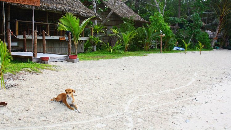 Family bungalow among coco palms
