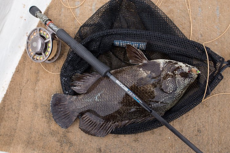 Fish gallery photo 6 from Papatura Island Retreat