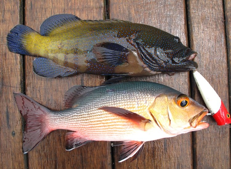 Fish gallery photo 38 from Papatura Island Retreat