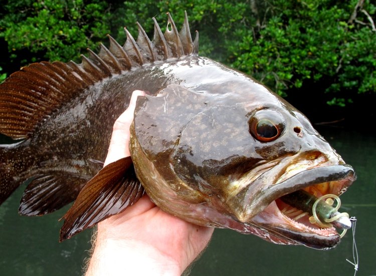 Fish gallery photo 39 from Papatura Island Retreat