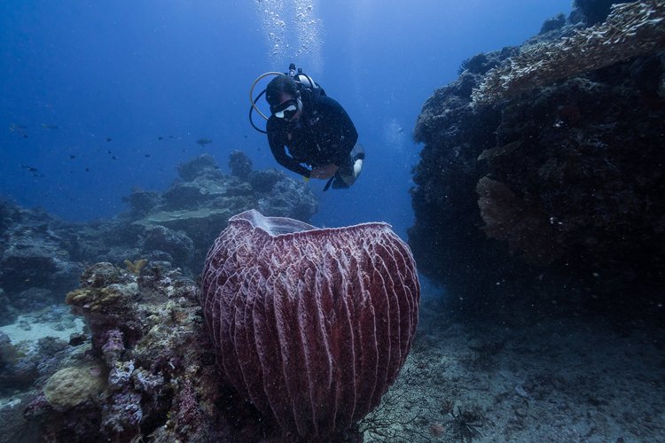 Giant barrel sponge