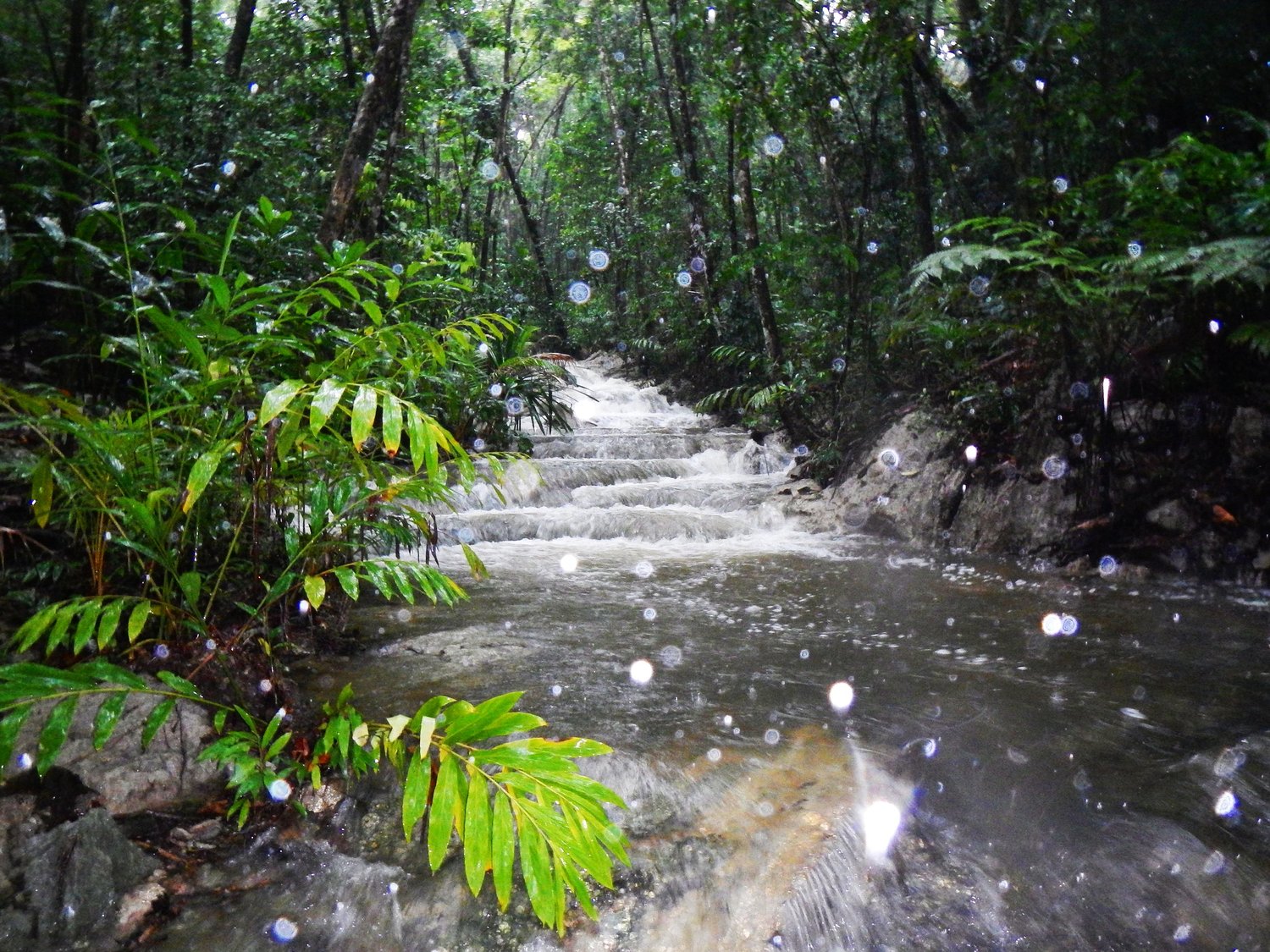 Rock pools in the rainforest on Papatura Island