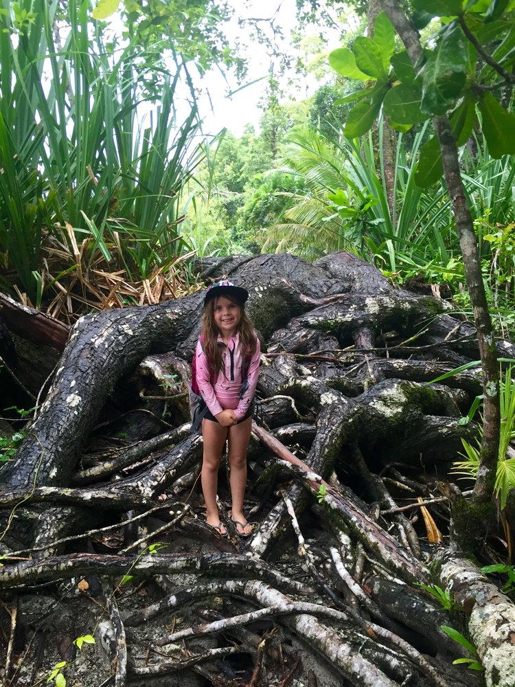 Enormous tree roots in the Papatura rainforest