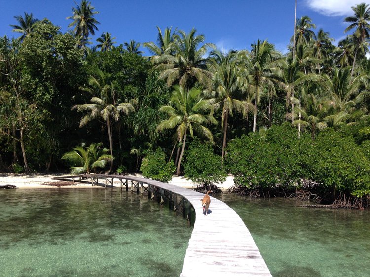 The island photo 12 from Papatura Island Retreat