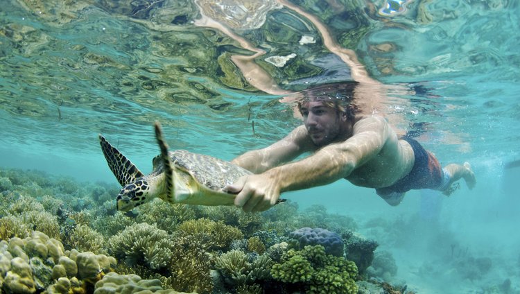 Turtle on the reef at Papatura